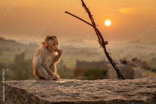 Photography Lonely Monkey cub watching the Sunset in Hampi, India