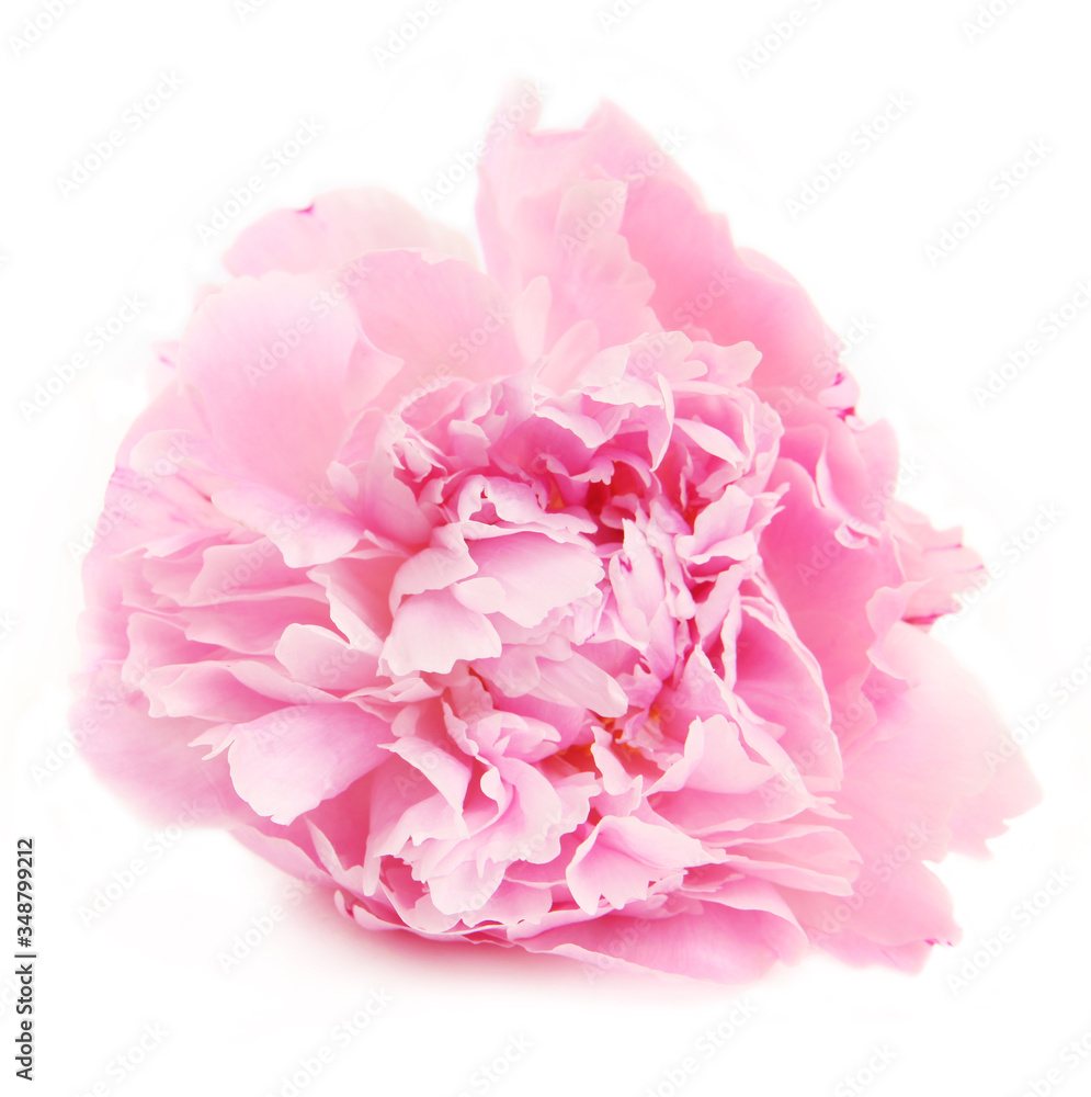 pink peony pink peony