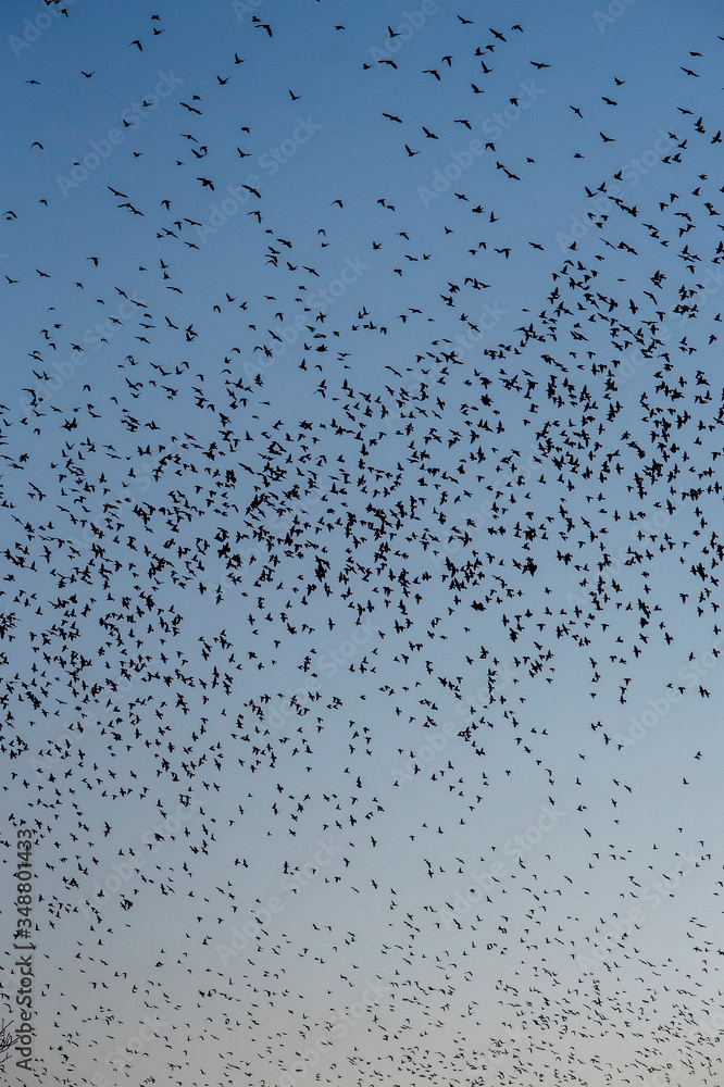 large flock of birds flying in waves against a blue sky large flock of birds flying in waves against a blue sky