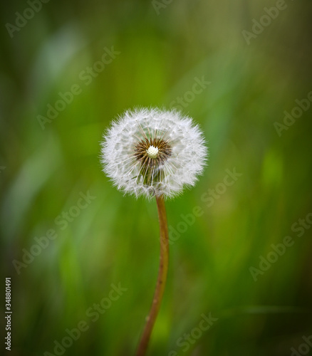 Pusteblume