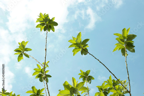 Leaves on branches against the sky. Peaceful blue sky. Spring mood. Sunny day. Green and blue.  © Оля Парамзина