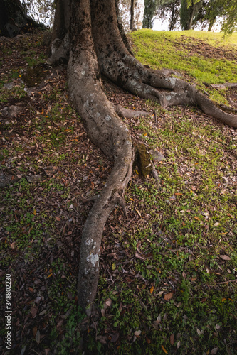 Beautiful roots of an ancient tree in a wood  Casperia  Italy