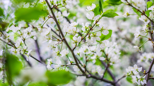 green leaves in spring