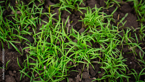 green grass growing in the ground