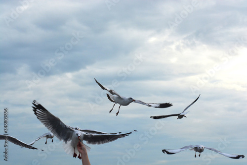 seagull spreading wings flying to eat crackling from hand feeding