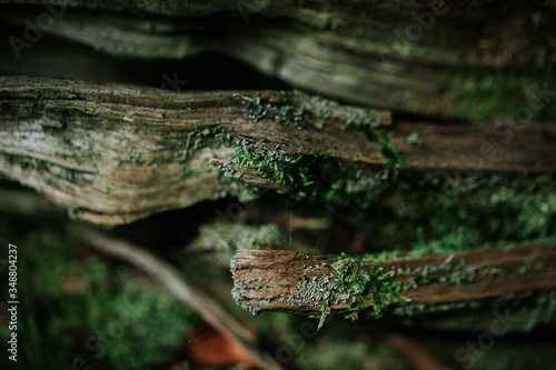 Baumstamm im Wald photo