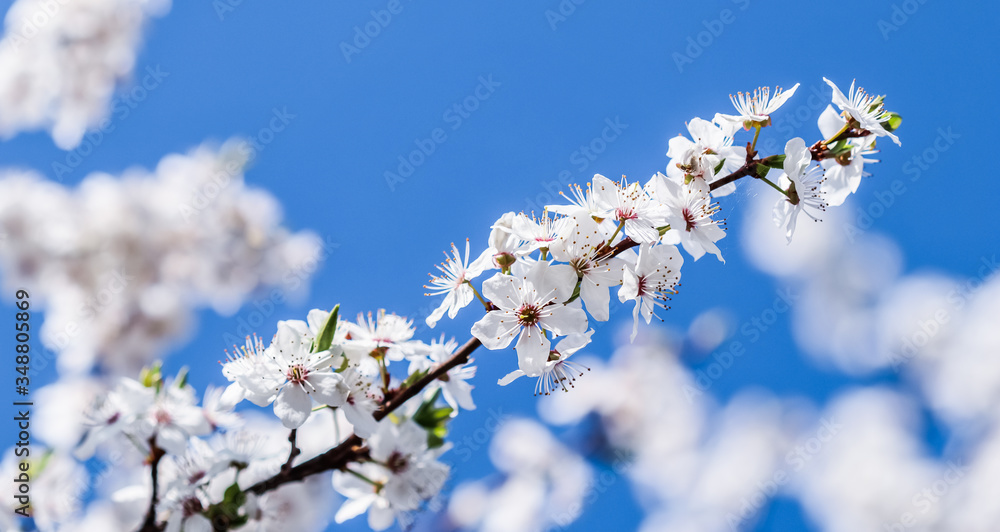 Cherry blossoms in spring. Beautiful white flowers against blue sky Cherry blossoms in spring. Beautiful white flowers against blue sky