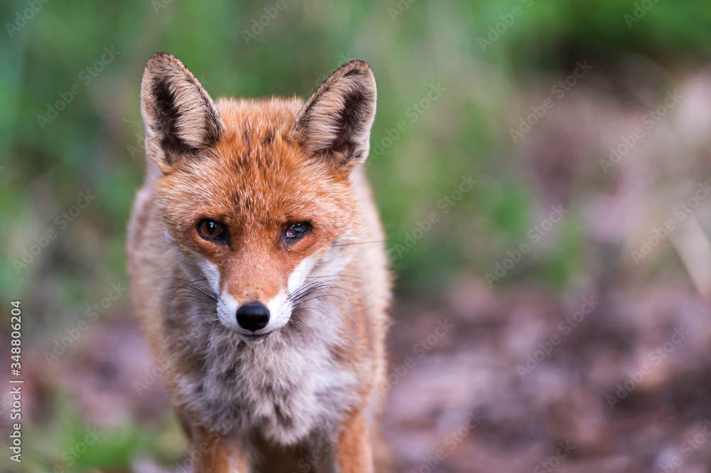 Portrait eines Fuchses mit einem beschädigtem Auge Portrait eines Fuchses mit einem beschädigtem Auge