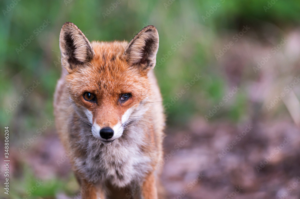 Portrait eines Fuchses mit einem beschädigtem Auge