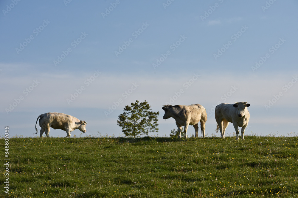 Obraz premium agriculture agricole elevage paysage Wallonie Belgique lait vache
