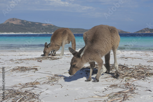  Kangaroos on the beach in Lucky Bay Cape le Grand in Western Australia