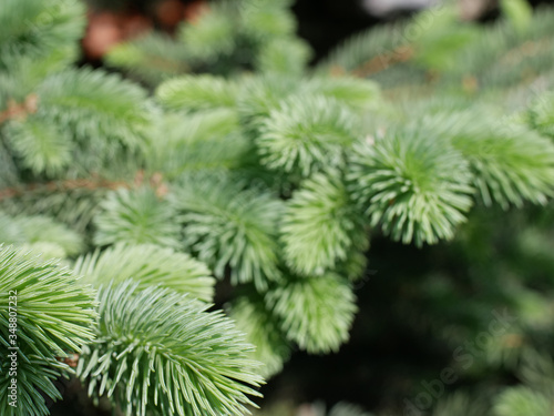 Green Christmas tree branches with blurry background © ILLIA ZOTOV