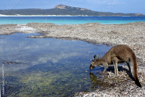  Kangaroo on the beach in Lucky Bay Cape le Grand in Western Australia