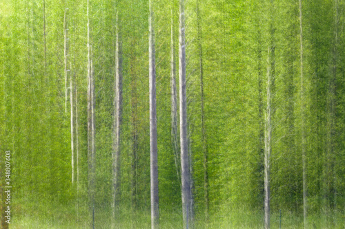 Abstracción de los troncos de una arboleda realizada con la técnica fotográfica del barrido