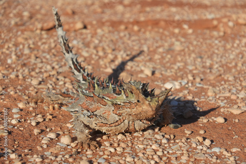 Thorny devil reptile