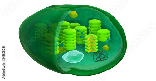 Chloroplast structure, 3d illustration. Cross section of a chloroplast from a plant cell, showing also the additional elements: ribosome, nucleoid (DNA), plastoglobulus and starch granule photo
