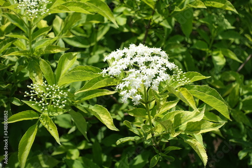 Bloom of Sambucus nigra in late spring
