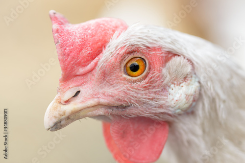 A white hen looks at the camera. Close up, copy space, selective focus.