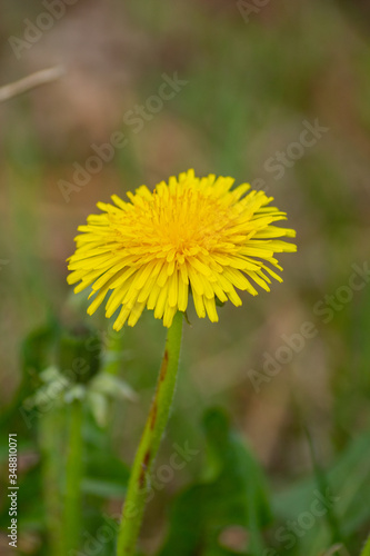 Wallpaper Mural yellow dandelion flower Torontodigital.ca
