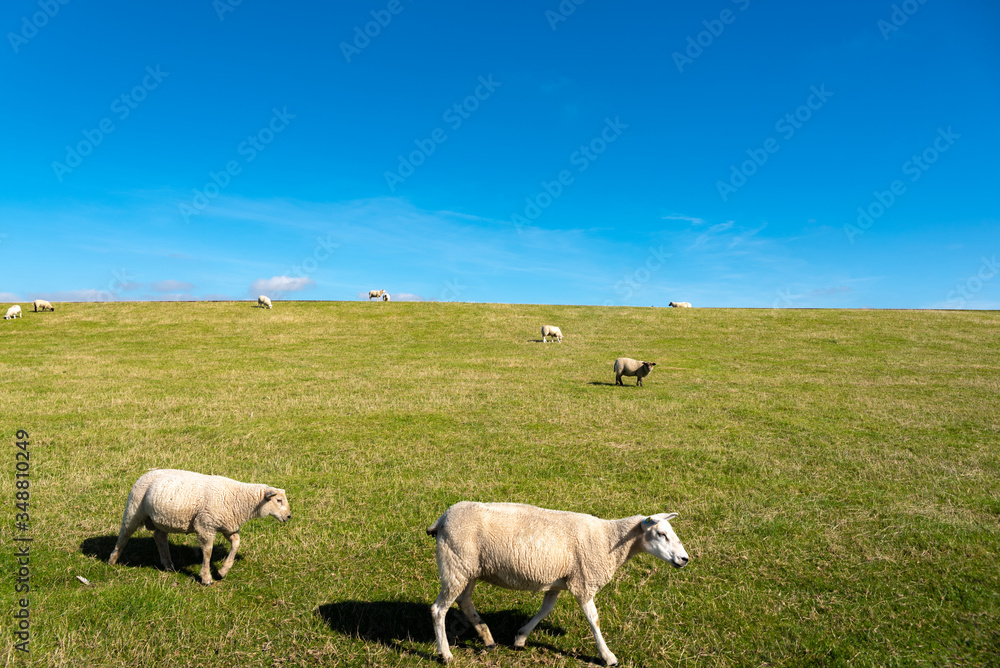 Sheeps on the dike by Luettmoorsiel