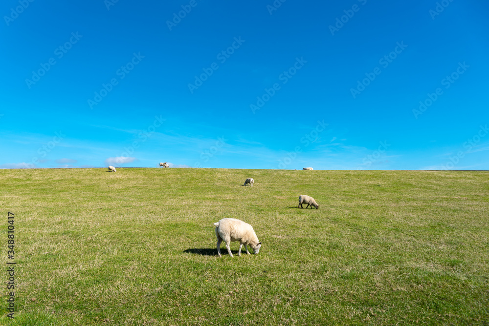 Sheeps on the dike by Luettmoorsiel