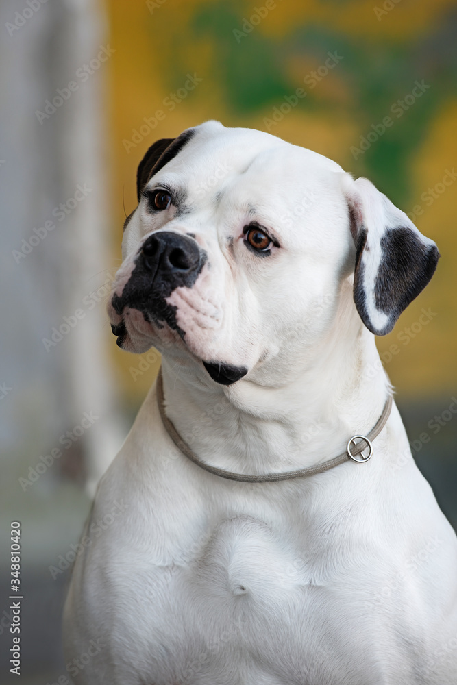 Cute American bulldog. Portrait against the background of an old rough wall.