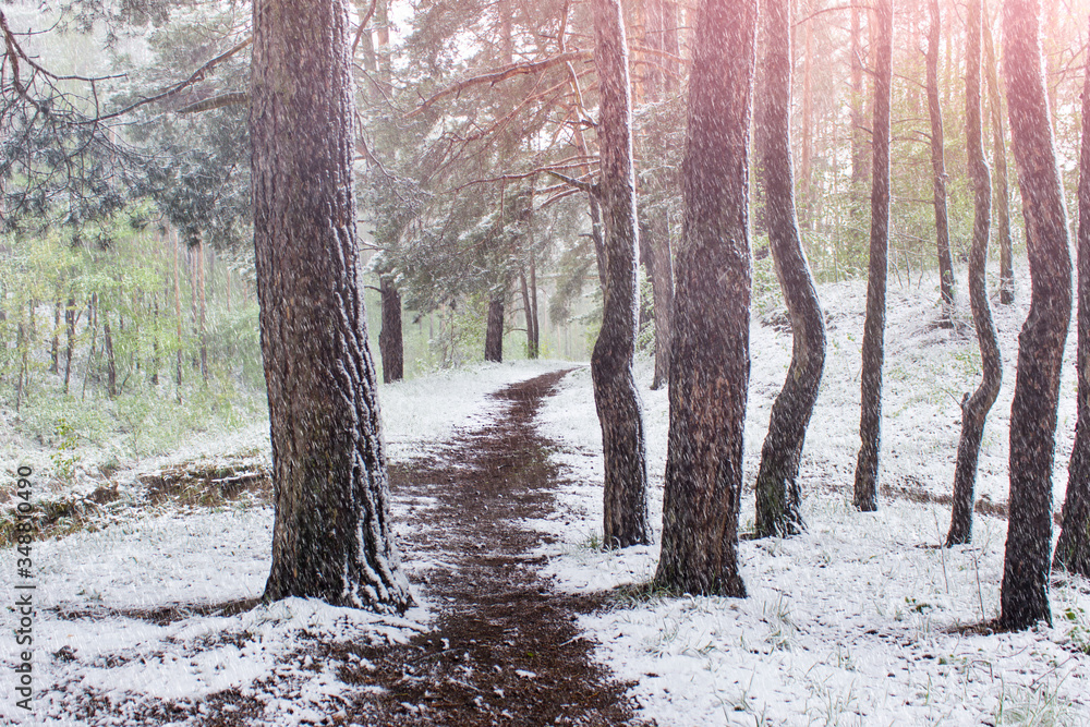 Naklejka premium Winter forest scene with falling snow and pathway between pine trees.
