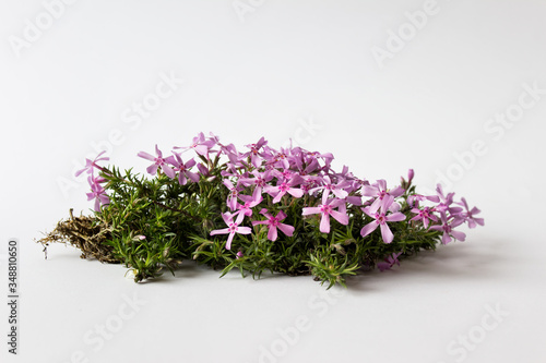 Piece of outside garden plant with pink flowers and dirt with roots on white background.