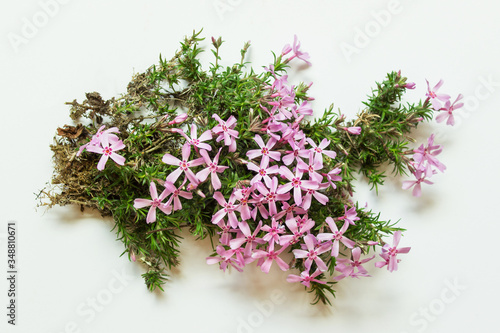 Top view flat of outside garden plant with roots  green grass and pink flowers on white background.