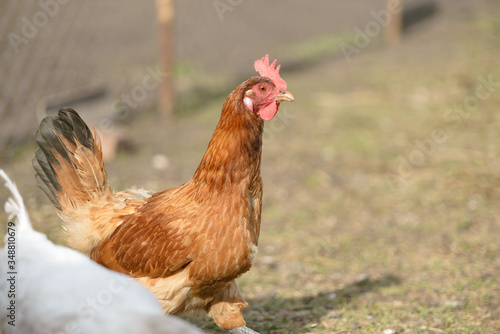 A brown hen looks intently at the camera. Close up, copy space, selective focus.