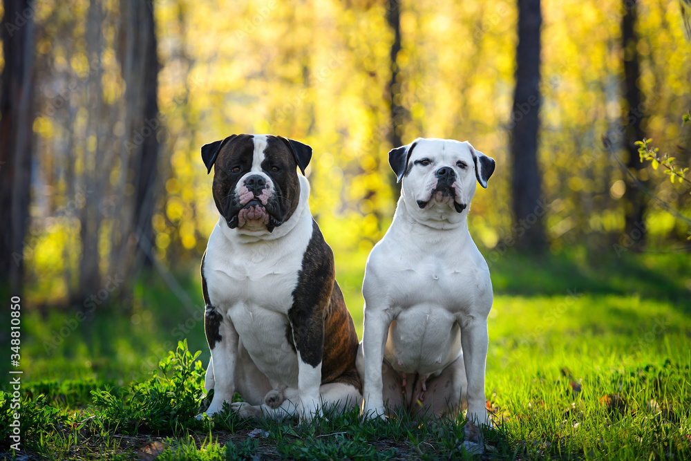 Two Beautiful Young Dog Outdoor in the park. American bulldog