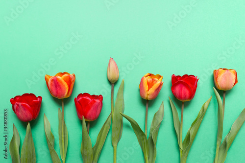 Spring flat lay with row of different tulips on green background. Photo with copy blank space on top.