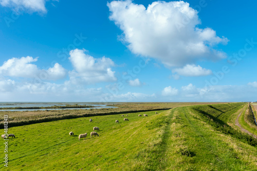 Landscape of the Beltringharder Koog near Luettmoorsiel photo