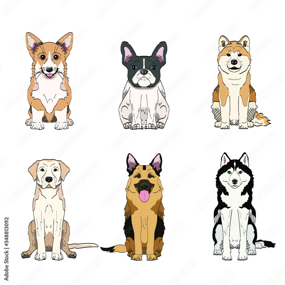 Set of vector hand drawn dog breeds: corgi, husky, labrador retriever, german shepherd, akita inu and french bulldog. Cute illustrations isolated on white background
