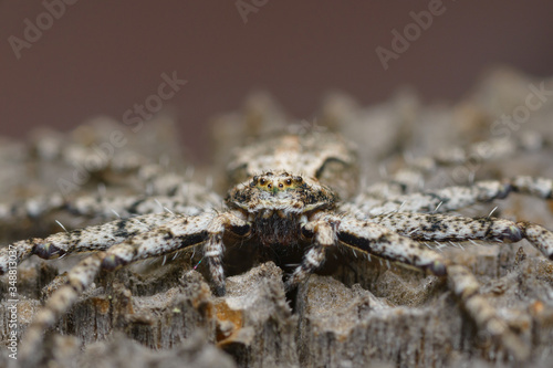 A large flat spider had masked itself on the wooden surface. Close up, copy space, selective focus.