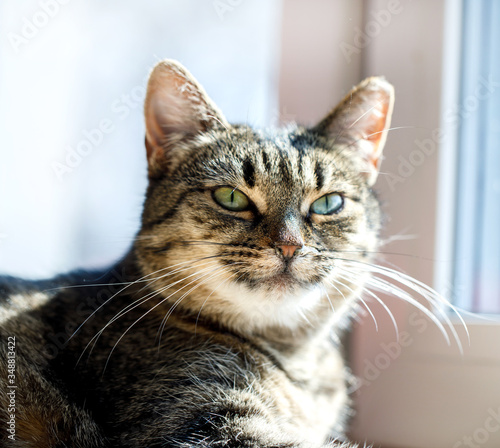 Tabby cat resting . cat lying on window sill.