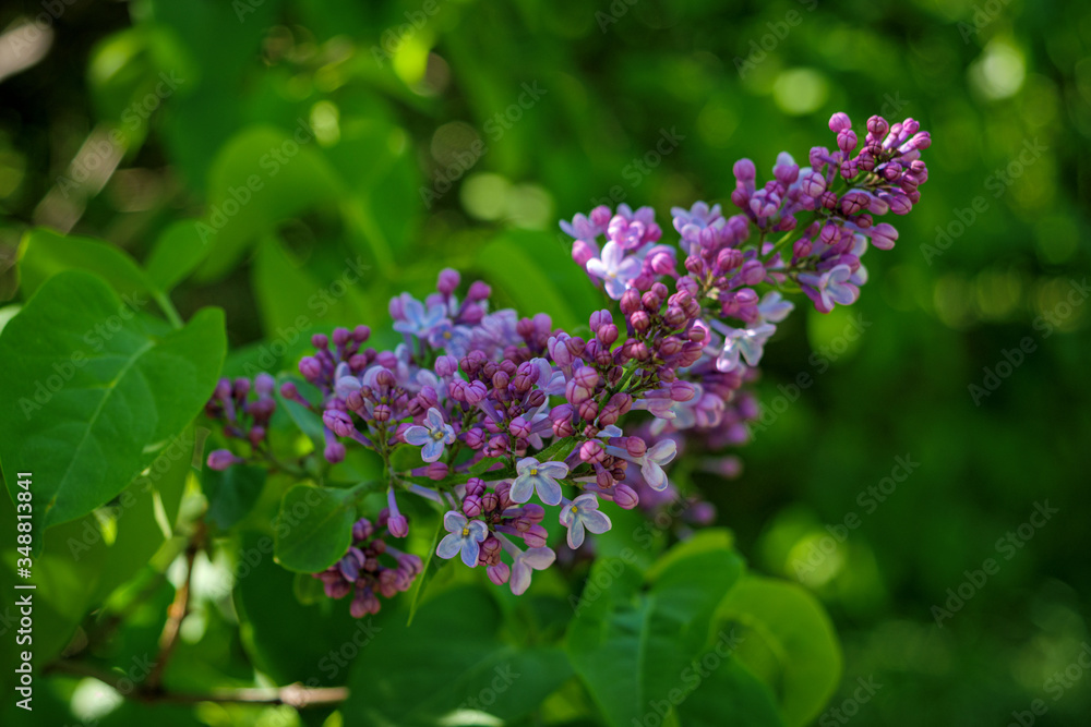 A sprig of blooming lilacs