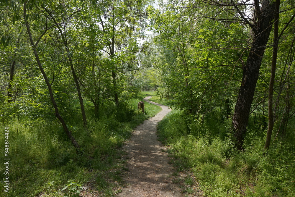 Narrow path in the spring forest. Narrow path in the spring forest.