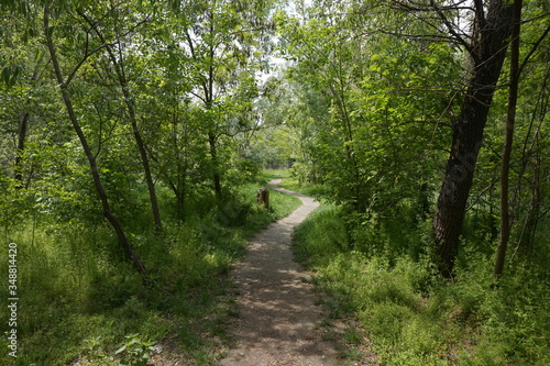 Narrow path in the spring forest.