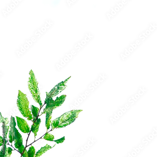 Closeup of Fresh green leaves branch isolated on white background with copy space for text, The treetops with clipping path, over light