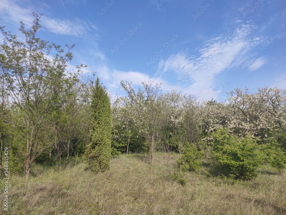 Deliblato european desert sandy terrain landscape Banat Serbia Deliblato european desert sandy terrain landscape Banat Serbia