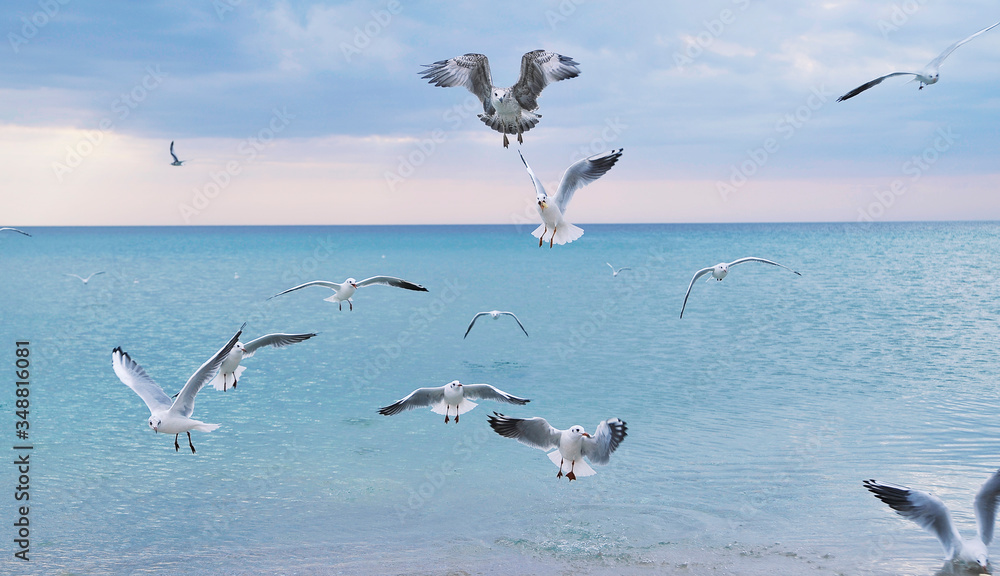Seagulls on the beach.