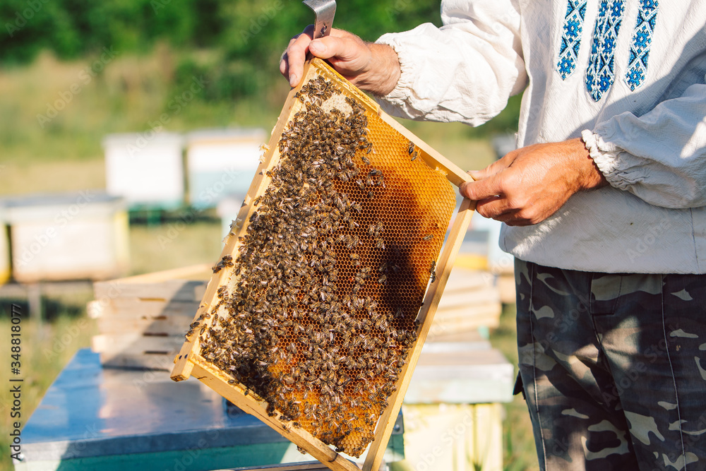 Beekeeper working in the apiary. Beekeeping concept. Beekeeper harvesting honey Beekeeper working in the apiary. Beekeeping concept. Beekeeper harvesting honey