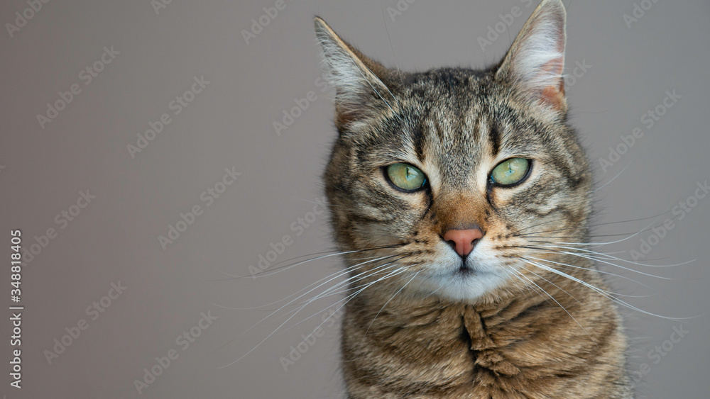 Portrait of a striped cat with green eyes on a gray background. The cat looks straight into the camera. Negative space. Copy space for text. Portrait of a striped cat with green eyes on a gray background. The cat looks straight into the camera. Negative space. Copy space for text.