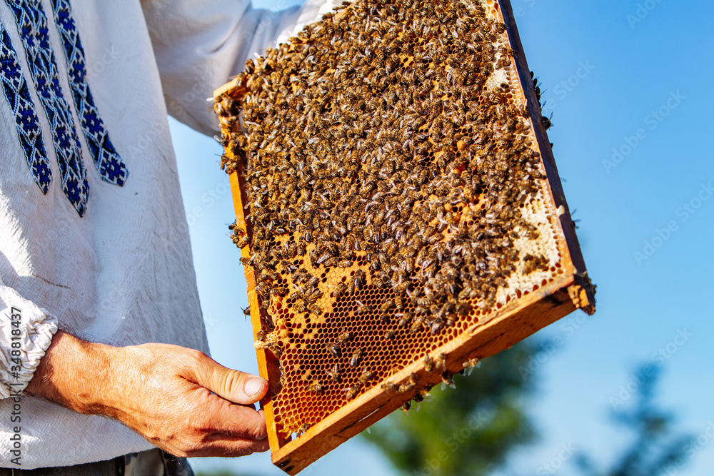 Collecting honey from honeycombs. Apiculture. Frames of a beehive. Collecting honey from honeycombs. Apiculture. Frames of a beehive.