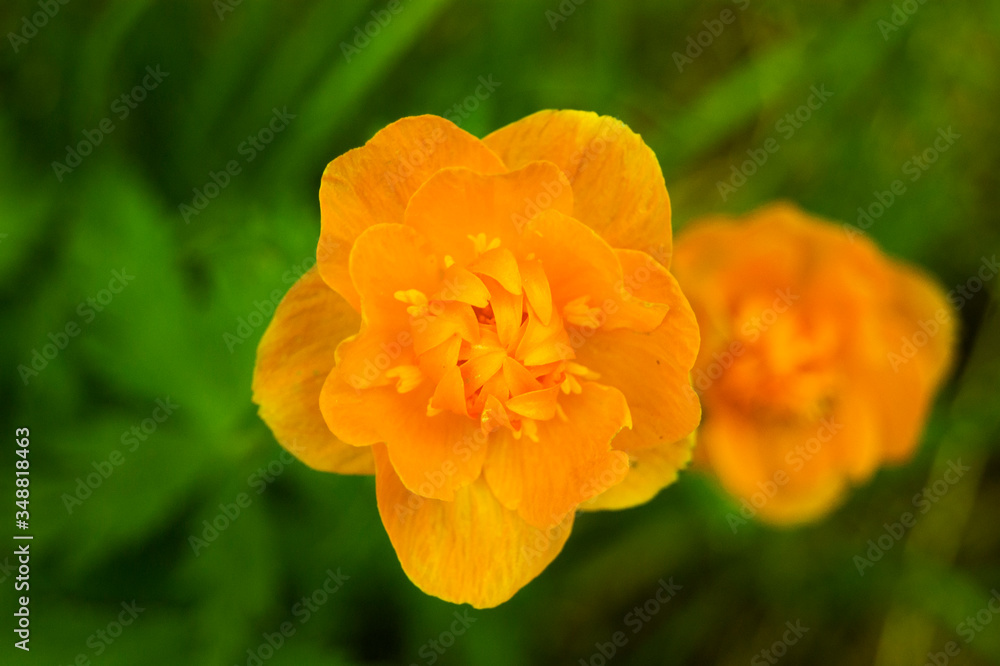 Orange flower in the tundra in summer. Orange flower in the tundra in summer.