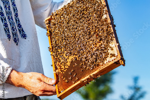 Collecting honey from honeycombs. Apiculture. Frames of a beehive.