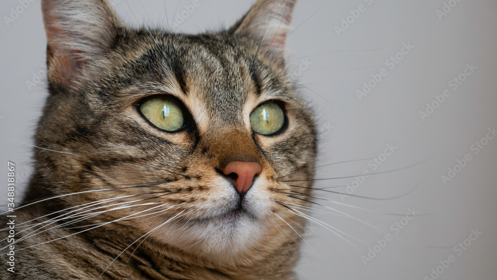 Close up portrait of a striped cat with green eyes on a gray background. Copy space for text. Negative space.