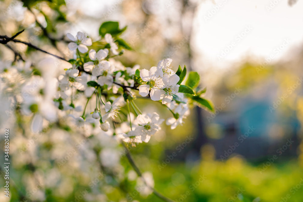 Macro photo of flowering cherry. Blooming cherry tree.