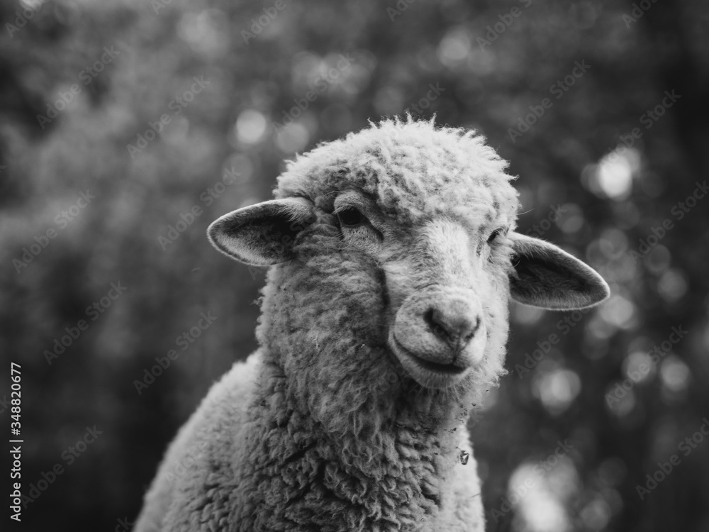 Sheep at farm. Black and white animal portrait. Sheep at farm. Black and white animal portrait.